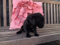 Lola, a female Cocker Spaniel for sale in Latham, MO – Photo 6 of 10