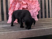 Lola, a female Cocker Spaniel for sale in Latham, MO – Photo 5 of 10