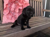 Lola, a female Cocker Spaniel for sale in Latham, MO – Photo 8 of 10