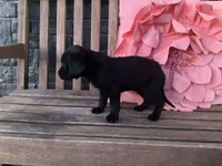 Lola, a female Cocker Spaniel for sale in Latham, MO – Photo 3 of 10