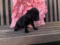 Lola, a female Cocker Spaniel for sale in Latham, MO – Photo 7 of 10