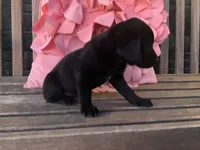 Lola, a female Cocker Spaniel for sale in Latham, MO – Photo 2 of 10