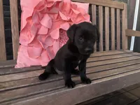 Lola, a female Cocker Spaniel for sale in Latham, MO – Photo 10 of 10