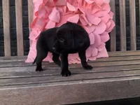 Lola, a female Cocker Spaniel for sale in Latham, MO – Photo 4 of 10