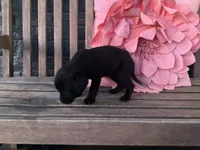 Lola, a female Cocker Spaniel for sale in Latham, MO – Photo 9 of 10