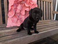 Lola, a female Cocker Spaniel for sale in Latham, MO – Photo 1 of 10