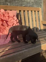 Leo, a male Cocker Spaniel for sale in Latham, MO – Photo 6 of 8