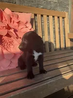 Leo, a male Cocker Spaniel for sale in Latham, MO – Photo 3 of 8