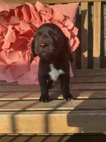Leo, a male Cocker Spaniel for sale in Latham, MO – Photo 8 of 8