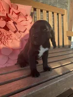 Leo, a male Cocker Spaniel for sale in Latham, MO – Photo 4 of 8