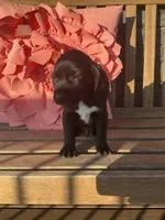 Leo, a male Cocker Spaniel for sale in Latham, MO – Photo 7 of 8