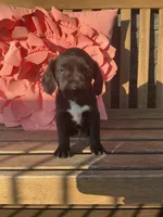 Leo, a male Cocker Spaniel for sale in Latham, MO – Photo 2 of 8