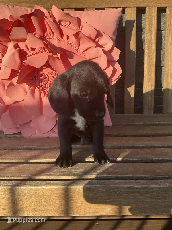 Leo – Cocker Spaniel puppy for sale in Latham, MO
