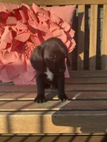 Leo, a male Cocker Spaniel for sale in Latham, MO – Photo 1 of 8