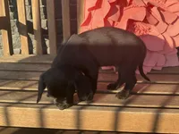 Leo, a male Cocker Spaniel for sale in Latham, MO – Photo 5 of 8