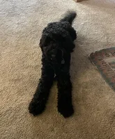 Bernie, a male Bernedoodle for sale in Calistoga, CA – Photo 3 of 5
