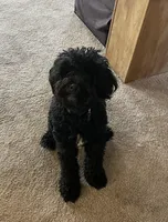 Bernie, a male Bernedoodle for sale in Calistoga, CA – Photo 2 of 5