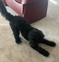 Bernie, a male Bernedoodle for sale in Calistoga, CA – Photo 5 of 5