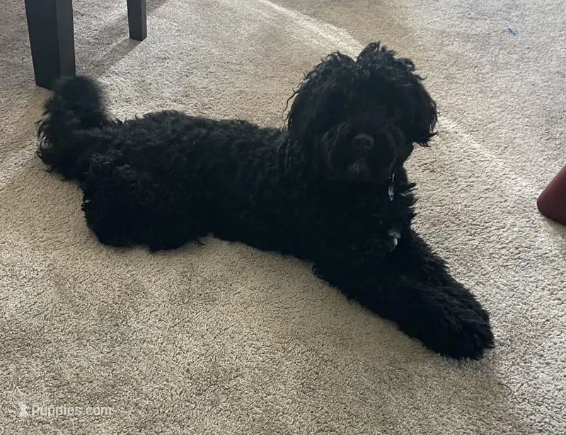 Bernie – Bernedoodle puppy for sale in Calistoga, CA
