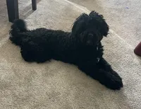 Bernie, a male Bernedoodle for sale in Calistoga, CA – Photo 1 of 5