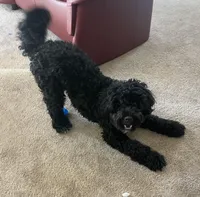 Bernie, a male Bernedoodle for sale in Calistoga, CA – Photo 4 of 5