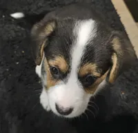 American corgi Oddball ckc, a female Cardigan Welsh Corgi and Pembroke Welsh Corgi for sale in Yellville, AR – 4 of 7