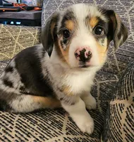 American corgi Bobbie ckc, a female Cardigan Welsh Corgi and Pembroke Welsh Corgi for sale in Yellville, AR – 6 of 7