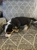 American corgi Oddball ckc, a female Cardigan Welsh Corgi and Pembroke Welsh Corgi for sale in Yellville, AR – 5 of 7