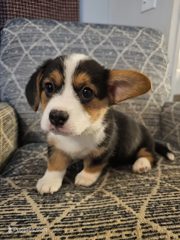 American corgi Oddball ckc, a female Cardigan Welsh Corgi and Pembroke Welsh Corgi for sale in Yellville, AR – 1 of 7