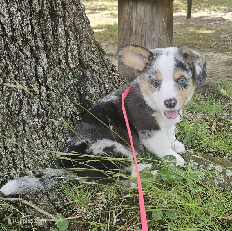 American corgi Maymay CKC – Cardigan Welsh Corgi, Pembroke Welsh Corgi puppy for sale in Yellville, AR