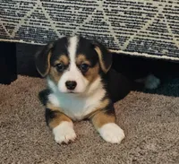 American corgi Oddball ckc, a female Cardigan Welsh Corgi and Pembroke Welsh Corgi for sale in Yellville, AR – 6 of 7