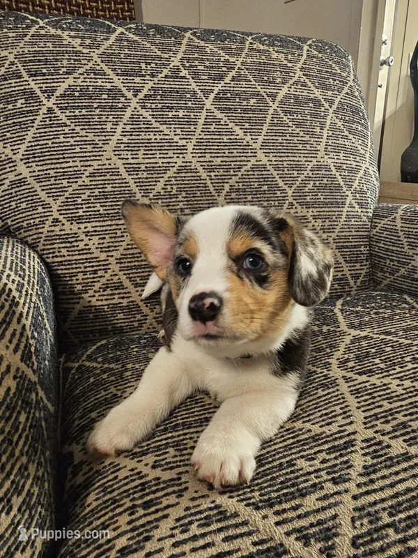 American corgi Maymay CKC – Cardigan Welsh Corgi, Pembroke Welsh Corgi puppy for sale in Yellville, AR