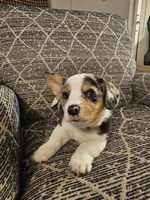 American corgi Maymay CKC, a female Cardigan Welsh Corgi and Pembroke Welsh Corgi for sale in Yellville, AR – 1 of 6