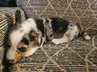 American corgi Maymay CKC, a female Cardigan Welsh Corgi and Pembroke Welsh Corgi for sale in Yellville, AR – 3 of 6