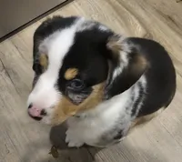 American corgi Stumpy CKC, a male Cardigan Welsh Corgi and Pembroke Welsh Corgi for sale in Yellville, AR – 2 of 5