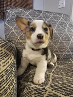 American corgi Maymay CKC, a female Cardigan Welsh Corgi and Pembroke Welsh Corgi for sale in Yellville, AR – 2 of 6