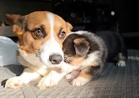 American corgi Oddball ckc, a female Cardigan Welsh Corgi and Pembroke Welsh Corgi for sale in Yellville, AR – 7 of 7