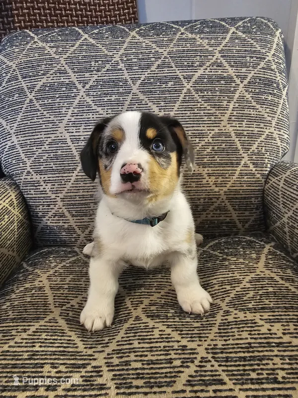 American corgi Stumpy CKC – Cardigan Welsh Corgi, Pembroke Welsh Corgi puppy for sale in Yellville, AR