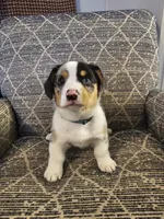 American corgi Stumpy CKC, a male Cardigan Welsh Corgi and Pembroke Welsh Corgi for sale in Yellville, AR – 1 of 5