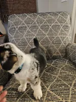 American corgi Stumpy CKC, a male Cardigan Welsh Corgi and Pembroke Welsh Corgi for sale in Yellville, AR – 3 of 5