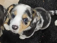 American corgi Maymay CKC, a female Cardigan Welsh Corgi and Pembroke Welsh Corgi for sale in Yellville, AR – 5 of 6