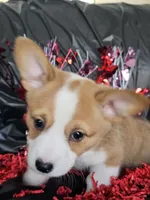 Tubby CKC, a female Cardigan Welsh Corgi and Pembroke Welsh Corgi for sale in Yellville, AR – Photo 4 of 5