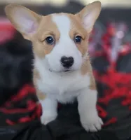 Tubby CKC, a female Cardigan Welsh Corgi and Pembroke Welsh Corgi for sale in Yellville, AR – Photo 1 of 5