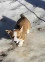 Tubby CKC, a female Cardigan Welsh Corgi and Pembroke Welsh Corgi for sale in Yellville, AR – Photo 5 of 5