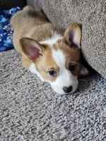 Tubby CKC, a female Cardigan Welsh Corgi and Pembroke Welsh Corgi for sale in Yellville, AR – Photo 3 of 5