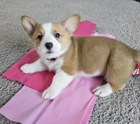 Tubby CKC, a female Cardigan Welsh Corgi and Pembroke Welsh Corgi for sale in Yellville, AR – Photo 2 of 5