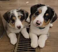 American corgi Stumpy CKC, a male Cardigan Welsh Corgi and Pembroke Welsh Corgi for sale in Yellville, AR – 4 of 5