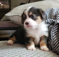 American corgi Oddball ckc, a female Cardigan Welsh Corgi and Pembroke Welsh Corgi for sale in Yellville, AR – 3 of 7