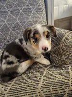 American corgi Bobbie ckc, a female Cardigan Welsh Corgi and Pembroke Welsh Corgi for sale in Yellville, AR – 7 of 7
