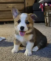 Pancake CKC, a male Cardigan Welsh Corgi and Pembroke Welsh Corgi for sale in Yellville, AR – Photo 1 of 5